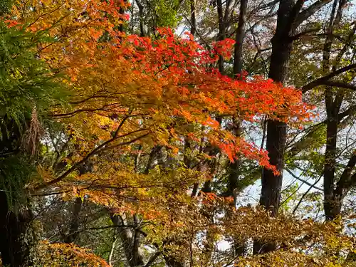 若宮八幡神社の自然