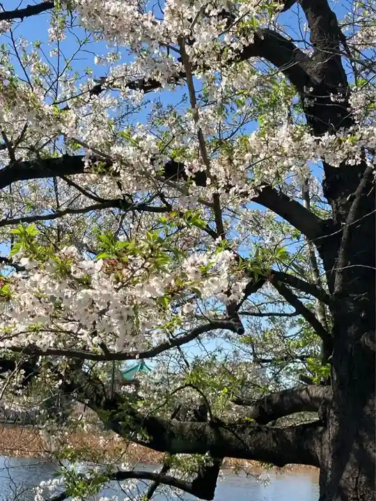 寛永寺不忍池弁天堂の自然