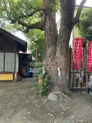 笠䅣稲荷神社の自然