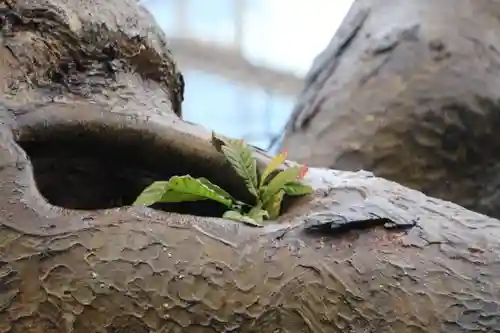 阿邪訶根神社の自然
