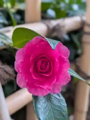 赤坂氷川神社(東京都)
