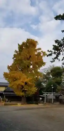 大曽根八幡神社の自然