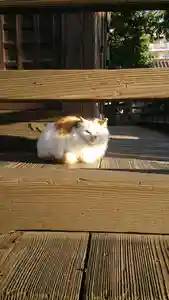 阿邪訶根神社の動物(2021年02月13日(土) 12時07分15秒投稿)