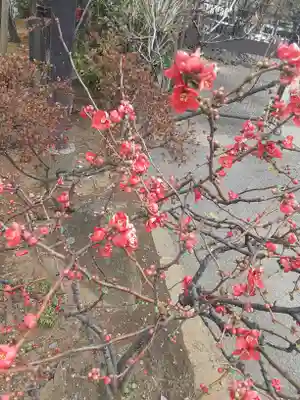 浅草神社(東京都)