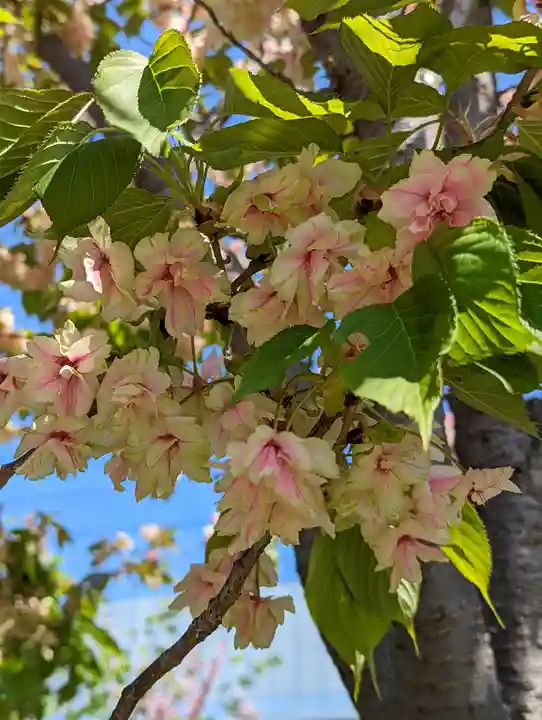 六孫王神社(京都府)
