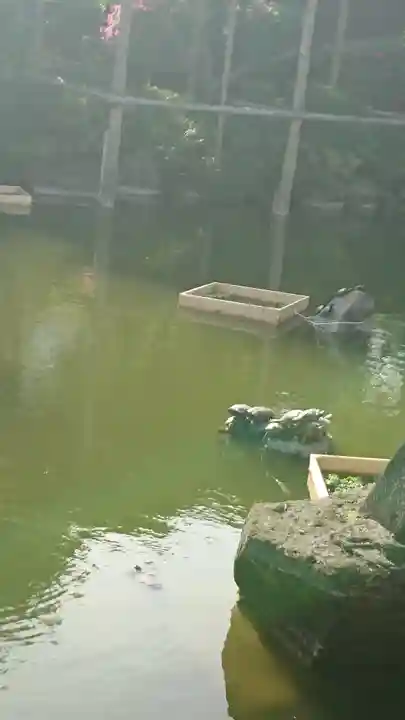 亀戸天神社の庭園