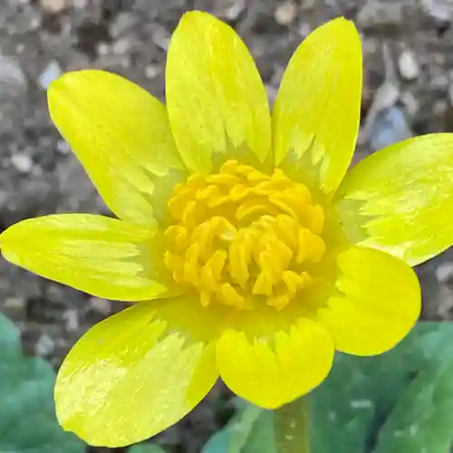 八王子成田山傳法院の自然