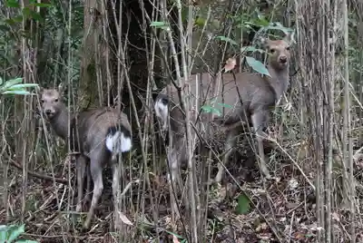 九頭龍神社本宮の動物