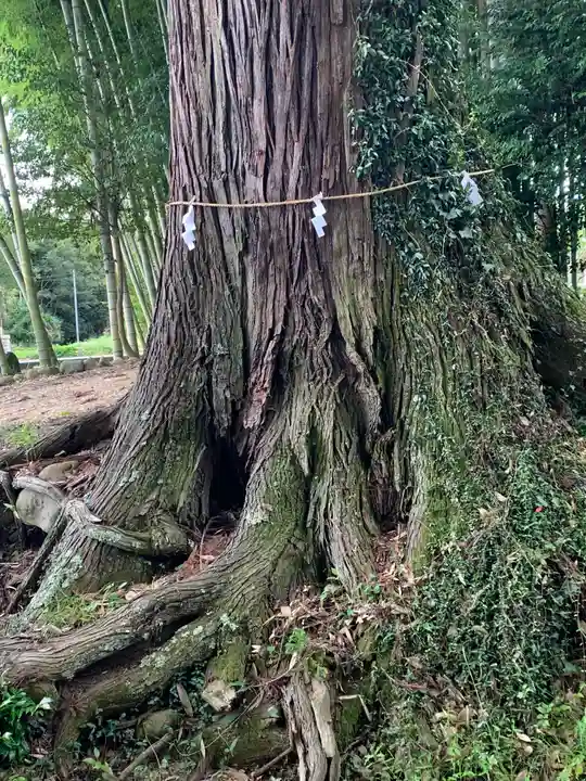 小川諏訪神社の自然