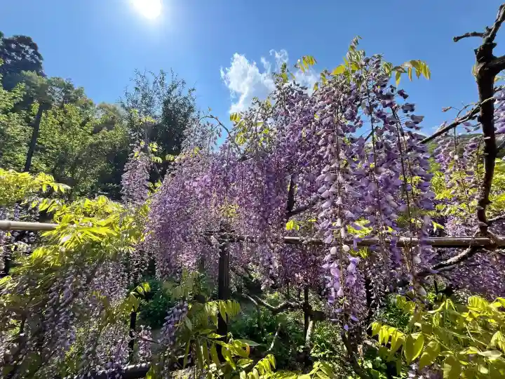 白毫寺熊野権現社(兵庫県)