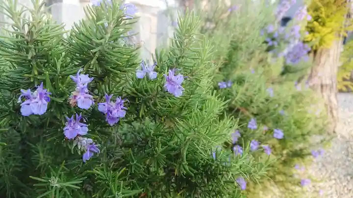 神明社(草部神明社)の自然