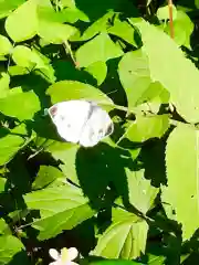 楯縫神社の動物