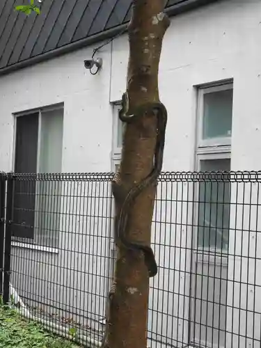 玉前神社の動物