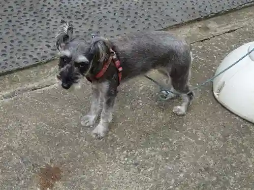菊名神社の動物