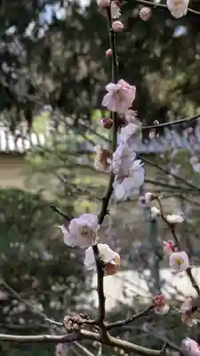 隨心院（随心院）(京都府)