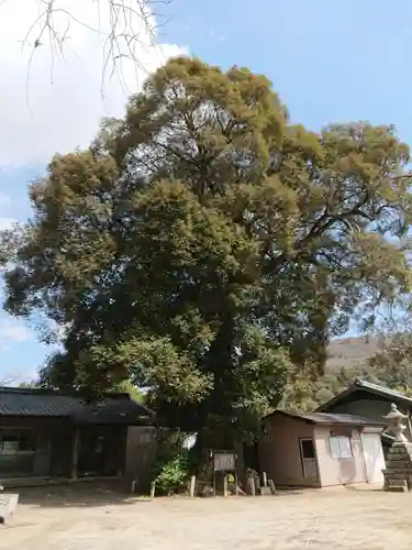 白髭神社の自然
