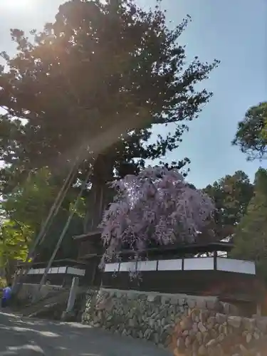 安楽寺の山門