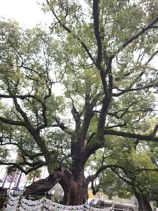 諫早神社(九州総守護 四面宮)の自然
