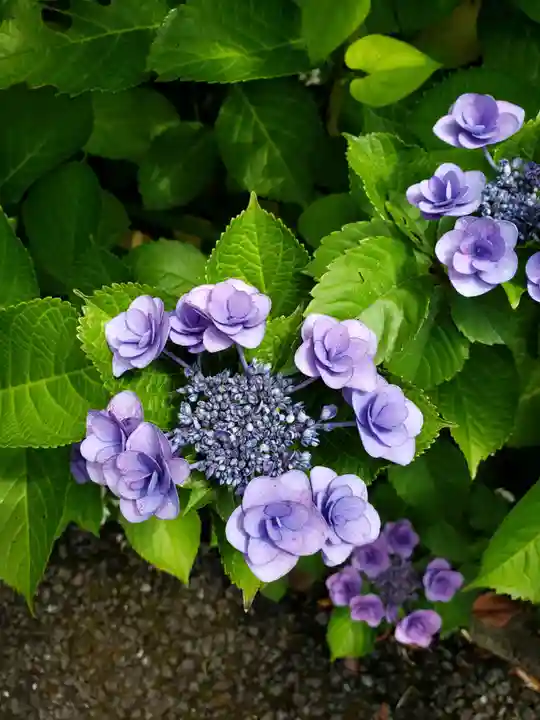 白金氷川神社(東京都)