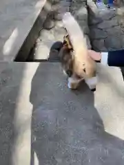 玉野御嶽神社の動物