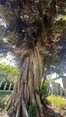 八幡神社(福井県)