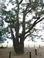 天橋立神社の自然