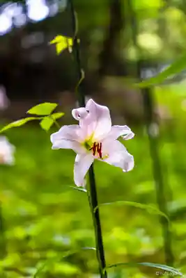 大神神社(奈良県)