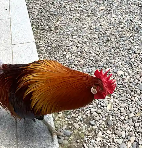 大甕神社の動物