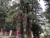 大宮温泉神社(栃木県)