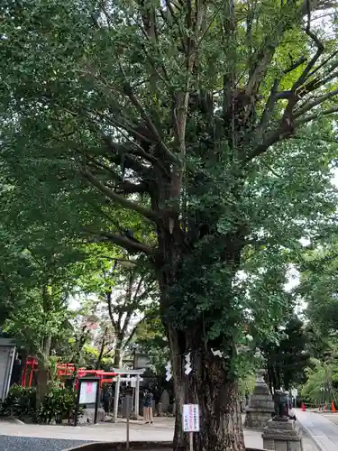 鳩森八幡神社の自然