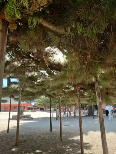 平安神宮の自然