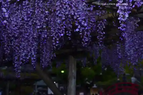 亀戸天神社(東京都)