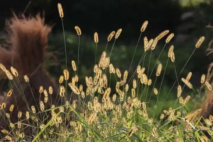 高司神社〜むすびの神の鎮まる社〜の周辺
