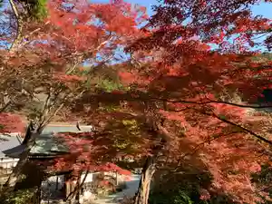 普門寺(切り絵御朱印発祥の寺)の自然(2021年12月03日(金) 21時23分22秒投稿)