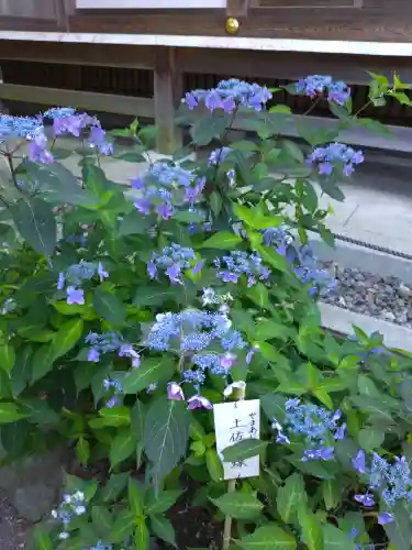 高幡不動尊　金剛寺(東京都)