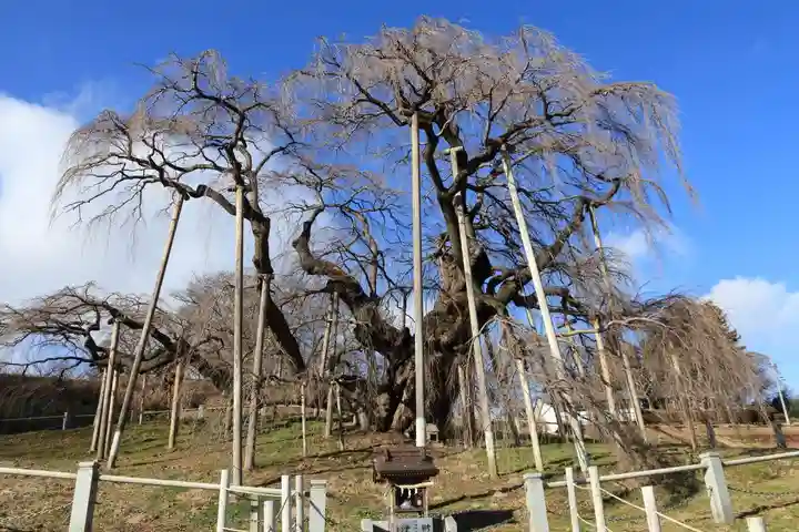 瀧桜神明宮の自然