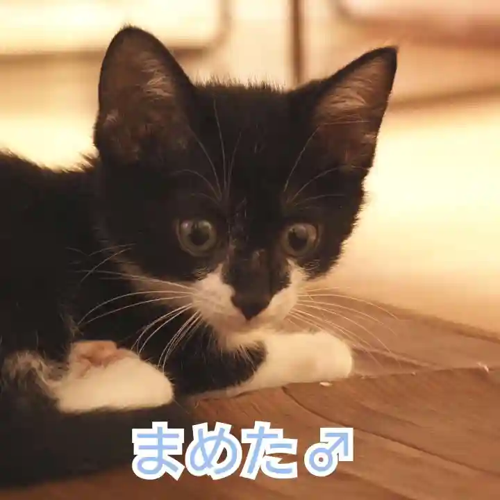 天王山 安楽寺(福井県)