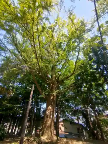金峰神社の{uncategorized: "未分類", other: "その他", undefined: "問題あり", building: "その他建物", grave: "お墓", sacred_gate: "鳥居", guardian: "狛犬", statue: "像", buddha: "仏像", history: "歴史", nature: "自然", garden: "庭園", animal: "動物", pagoda: "塔", temizu: "手水舎", mountain_gate: "山門・神門", sanctuary: "本殿・本堂", subordinate: "末社・摂社", art: "芸術", scenery: "景色", jizo: "地蔵", ema: "絵馬", goshuin: "御朱印", omikuji: "おみくじ", items: "授与品その他", amulet: "お守り", goshuincho: "御朱印帳", eats: "食事", festival: "お祭り", votive_dance: "神楽", shichigosan: "七五三参", wedding: "結婚式", experience: "体験その他", initially: "初詣", around: "周辺", anti_infection: "感染症対策"}