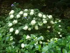 太平山神社の自然