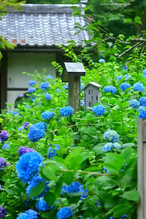明月院(神奈川県)