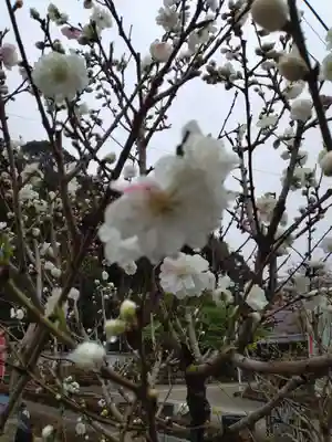 妙音寺(神奈川県)