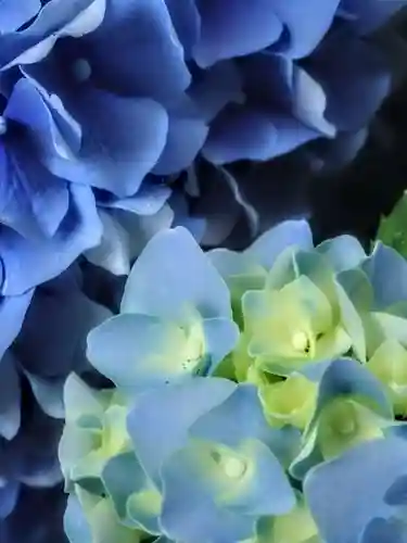 伊太祁曽神社の自然