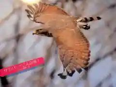 壽命院 永徳寺の動物