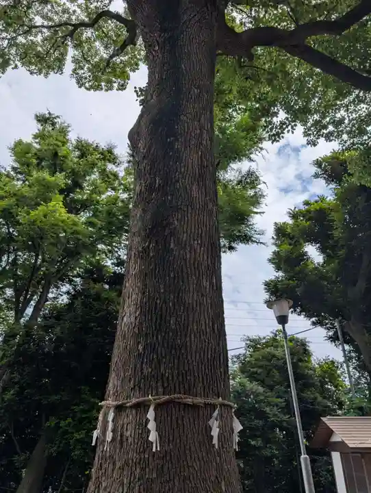 星川杉山神社(神奈川県)