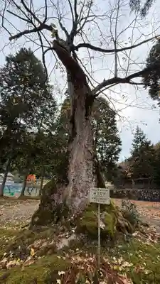 篠神社(京都府)