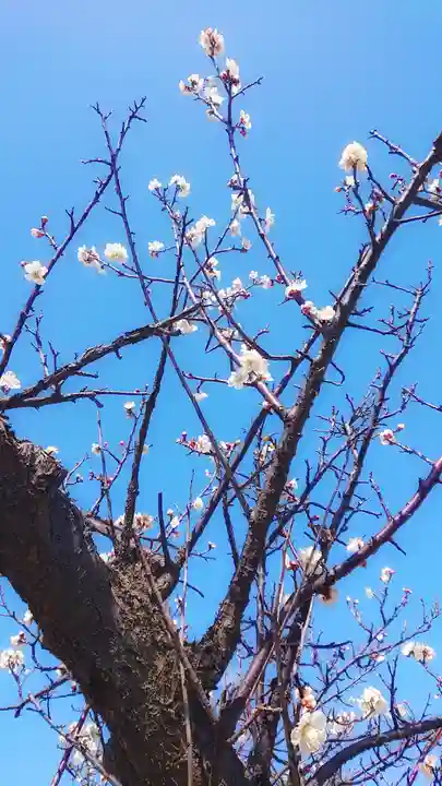 尾張大國霊神社(国府宮)の自然
