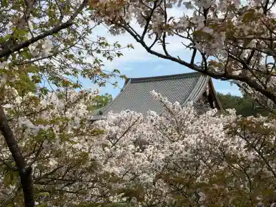 仁和寺の{uncategorized: "未分類", other: "その他", undefined: "問題あり", building: "その他建物", grave: "お墓", sacred_gate: "鳥居", guardian: "狛犬", statue: "像", buddha: "仏像", history: "歴史", nature: "自然", garden: "庭園", animal: "動物", pagoda: "塔", temizu: "手水舎", mountain_gate: "山門・神門", sanctuary: "本殿・本堂", subordinate: "末社・摂社", art: "芸術", scenery: "景色", jizo: "地蔵", ema: "絵馬", goshuin: "御朱印", omikuji: "おみくじ", items: "授与品その他", amulet: "お守り", goshuincho: "御朱印帳", eats: "食事", festival: "お祭り", votive_dance: "神楽", shichigosan: "七五三参", wedding: "結婚式", experience: "体験その他", initially: "初詣", around: "周辺", anti_infection: "感染症対策"}