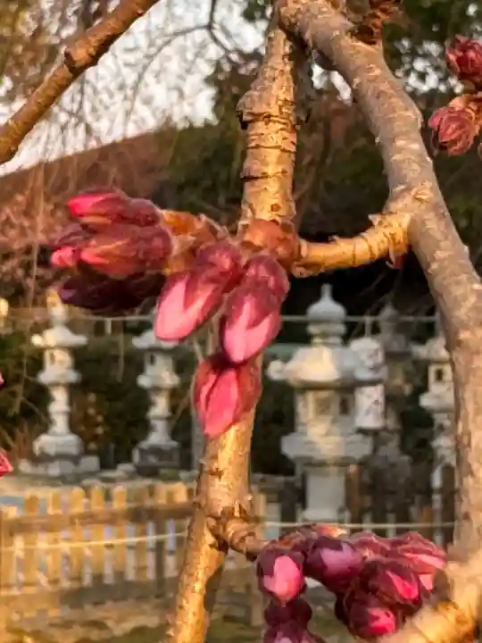 観音神社(広島県)