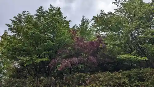 北見神社の自然