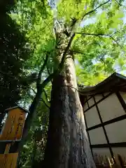 川越氷川神社(埼玉県)